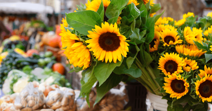 sunflowers at farmers markets metro vancouver