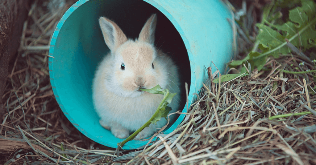 FOSTERING & ADOPTING BUNNIES FROM THE BC SPCA! Healthy Family Living