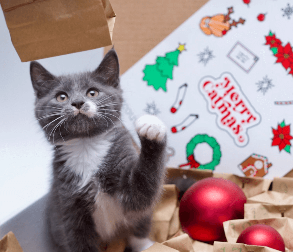 cat advent calendar