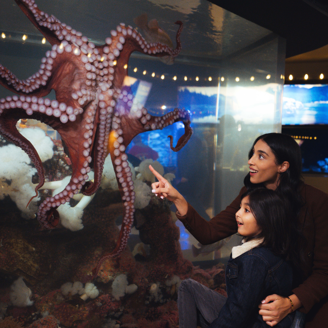 family day at Vancouver Aquarium; woman with girl pointing at octopus