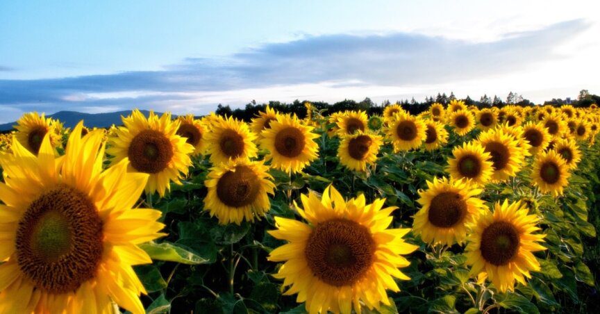 field of sunflowers under a blue sky - how canadian families can help ukrainians