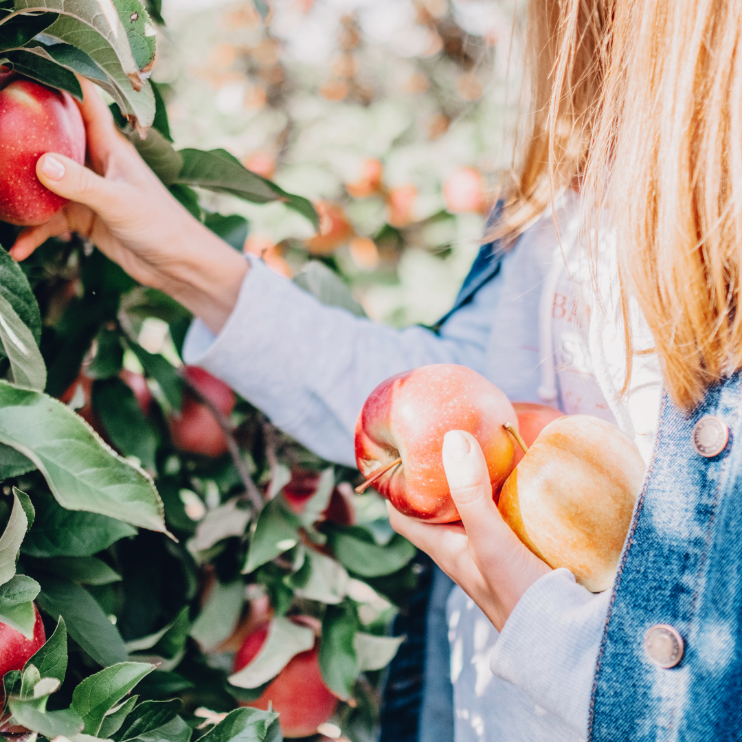 Apple Picking Metro Vancouver